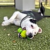 Thumbnail photo of Billy #4