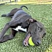 Thumbnail photo of Cooper #2