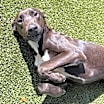 Thumbnail photo of Cooper #3