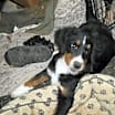 Thumbnail photo of Heidi #1