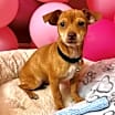 Thumbnail photo of Capone pup #1