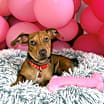 Thumbnail photo of Rosetta pup #1