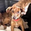 Thumbnail photo of Rosetta pup #2