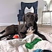 Thumbnail photo of Cooper #4