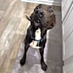 Thumbnail photo of Cooper #1