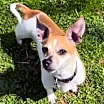 Thumbnail photo of Brutus #1