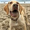 Thumbnail photo of Sandy #2