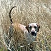 Thumbnail photo of Sandy #4