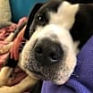 Thumbnail photo of Gretta Wags #1