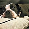 Thumbnail photo of Gretta Wags #3