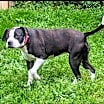 Thumbnail photo of Gretta Wags #4