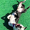 Thumbnail photo of Larry #1