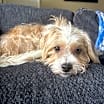 Thumbnail photo of Sugar #1