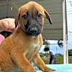 Thumbnail photo of Whiskey #1