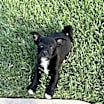 Thumbnail photo of No Name- Puppy #1