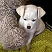 Thumbnail photo of No Name- Puppy #2