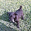 Thumbnail photo of No Name- Puppy #3