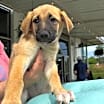 Thumbnail photo of Brandy #1