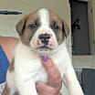 Thumbnail photo of Kahlua #1