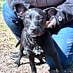 Thumbnail photo of Ginger #1