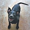 Thumbnail photo of Ginger #3