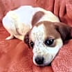 Thumbnail photo of Freckles #1