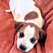 Thumbnail photo of Freckles #3