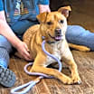 Thumbnail photo of Lulu #2