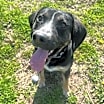Thumbnail photo of Romeo #1