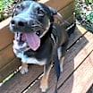 Thumbnail photo of Romeo #4