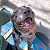 Thumbnail photo of Wilbur #3