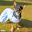 Thumbnail photo of Willow #1