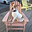 Thumbnail photo of Josie (Dog of the Month) #1