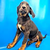 Thumbnail photo of Cheddar #2