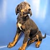 Thumbnail photo of Cheddar #3
