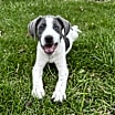 Thumbnail photo of Simba #1