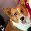 Thumbnail photo of Simon 2 #1