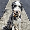 Thumbnail photo of Bernie #1