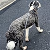 Thumbnail photo of Bernie #2