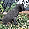 Thumbnail photo of Nosey #3