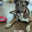 Thumbnail photo of ECHO #1