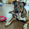 Thumbnail photo of ECHO #4