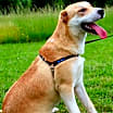 Thumbnail photo of MARCO POLO #2