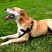 Thumbnail photo of MARCO POLO #4