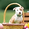 Thumbnail photo of Carrot #4