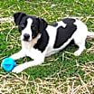 Thumbnail photo of Daisy #1