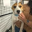 Thumbnail photo of Loki #4