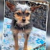 Thumbnail photo of Paco #1