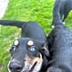 Thumbnail photo of Rosie (Rosie, Daisy and Sprout) #1