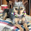 Thumbnail photo of Paco #2